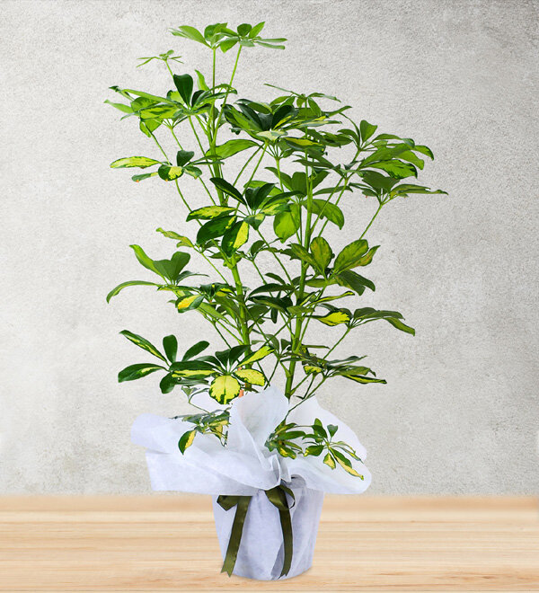 seflera-cift-dalli-80-x-150-cm